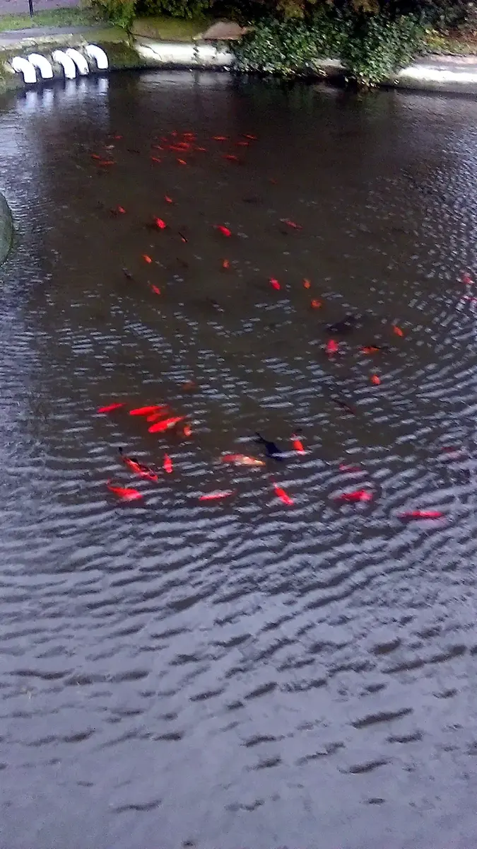 Fiskdamm 500 m² – sprickor och läckage under vattentryck
